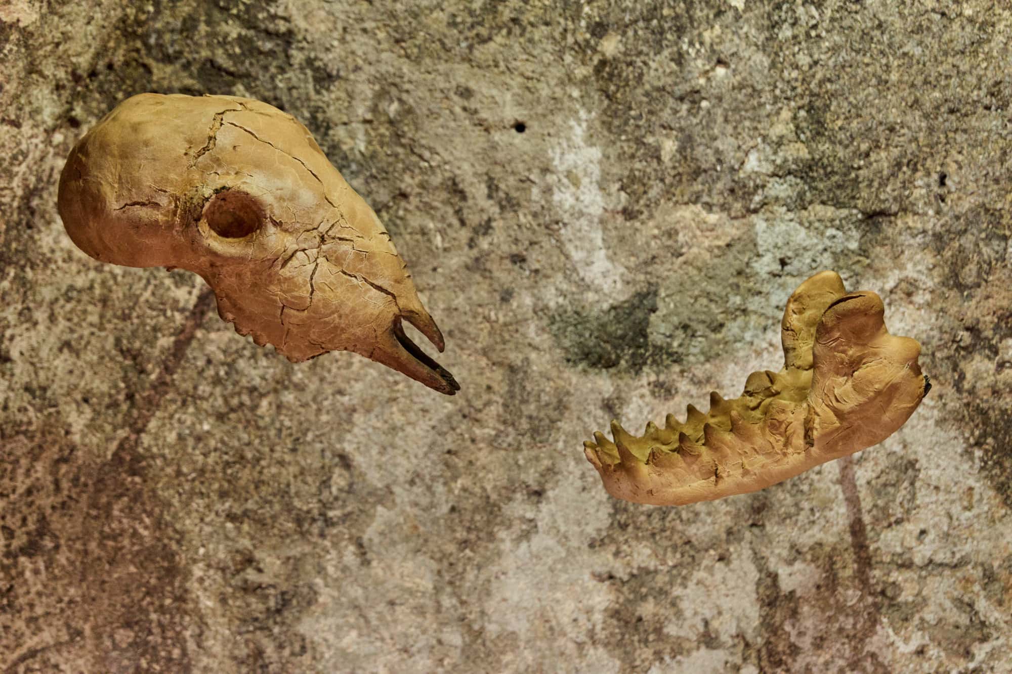 Vittima Carnefice di Francesco Petrone: un cranio di pecora e una mandibola di lupo modellati nel pane, sulla roccia della grotta di Studio Specus.
